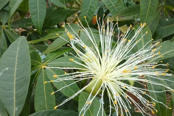 发财树开花代表风水 发财树放哪好