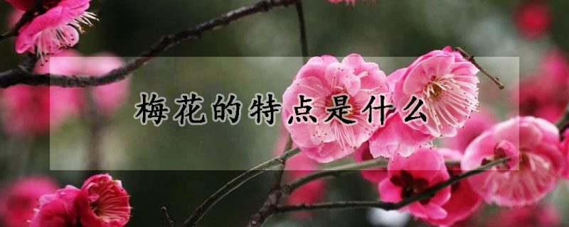 梅花的特点是什么