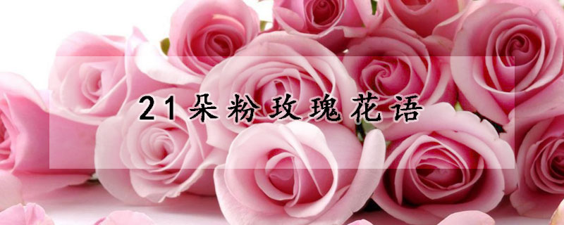 21朵粉玫瑰花语