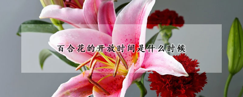 百合花的开放时间是什么时候