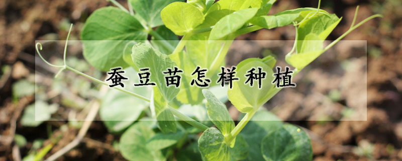 蚕豆苗怎样种植