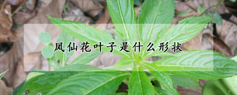 凤仙花叶子是什么形状