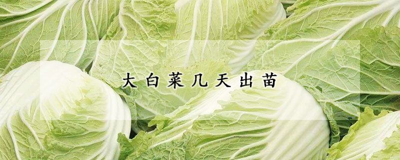 大白菜几天出苗