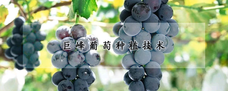 巨峰葡萄种植技术