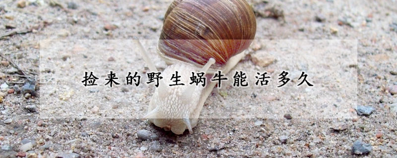 捡来的野生蜗牛能活多久