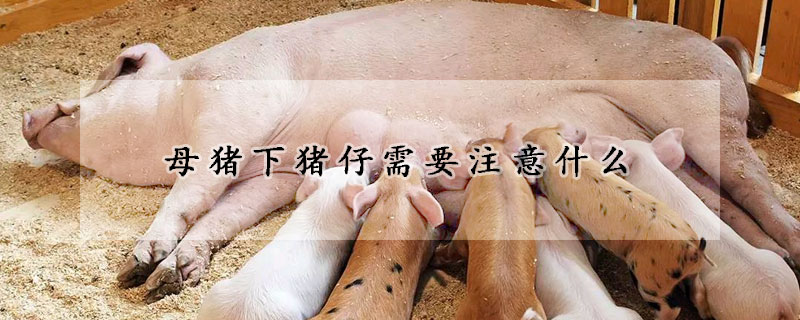 母猪下猪仔需要注意什么