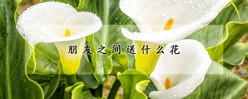 朋友之间送什么花