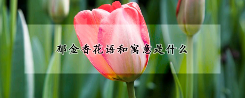 郁金香花语和寓意是什么