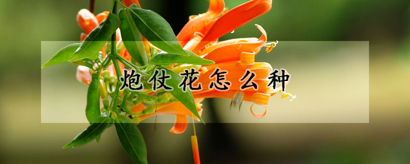 炮仗花怎么种