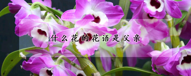 什么花的花语是父亲