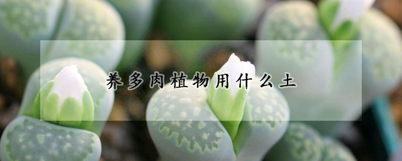 养多肉植物用什么土