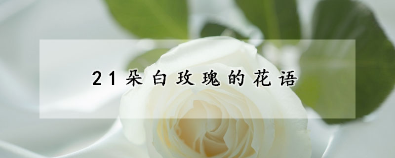 21朵白玫瑰的花语