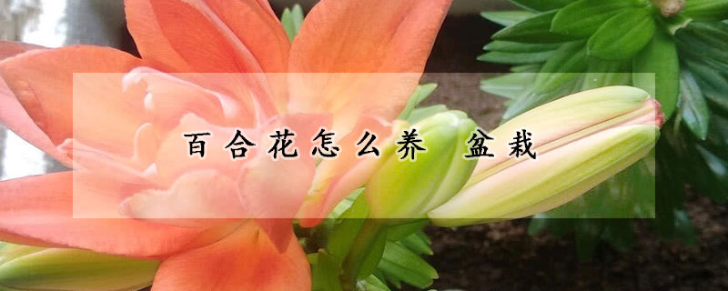 百合花怎么养 盆栽