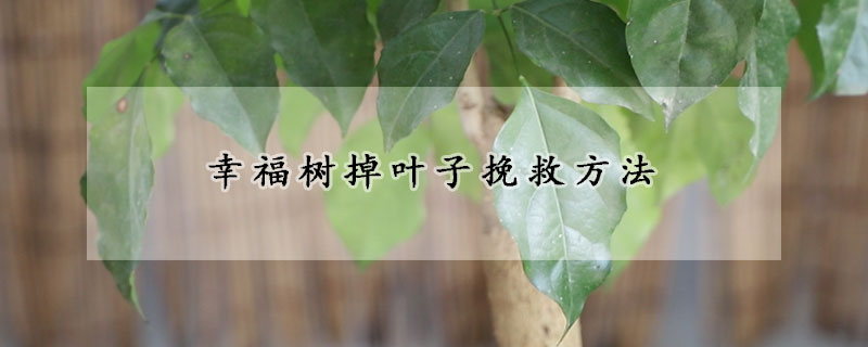 幸福树掉叶子挽救方法