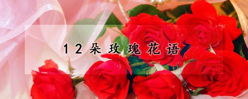 12朵玫瑰花语