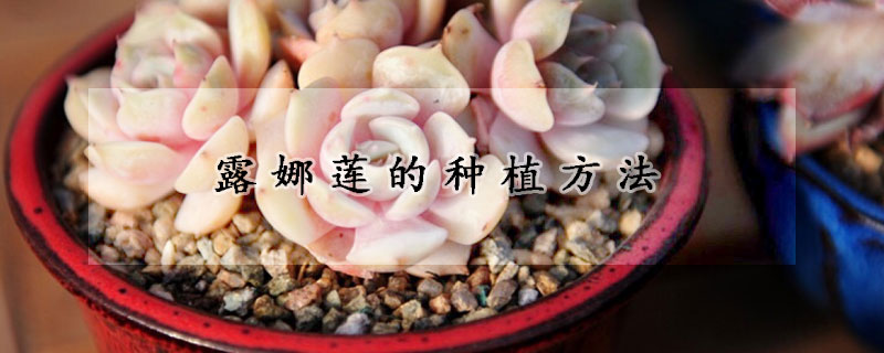 露娜莲的种植方法