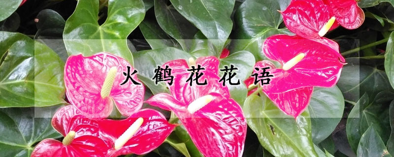 火鹤花花语