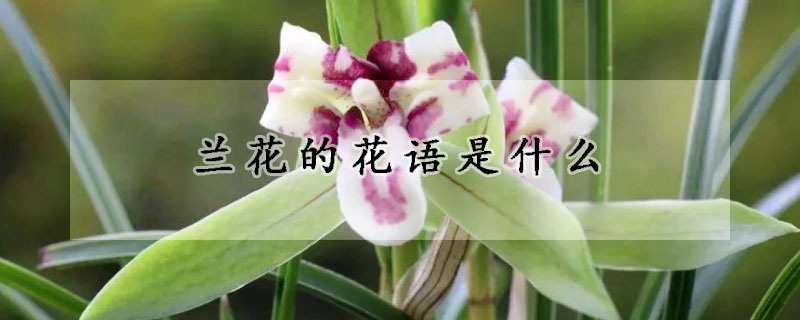 兰花的花语是什么