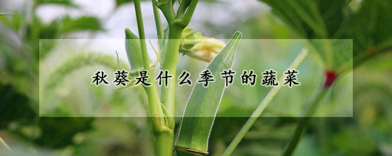 秋葵是什么季节的蔬菜
