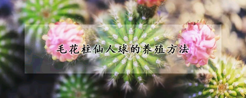 毛花柱仙人球的养殖方法