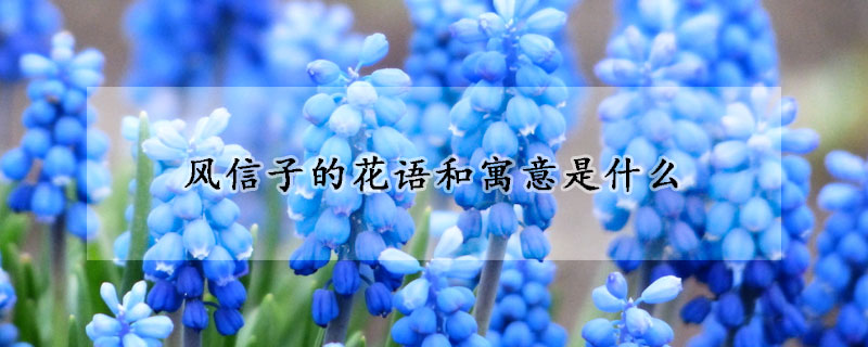 风信子的花语和寓意是什么