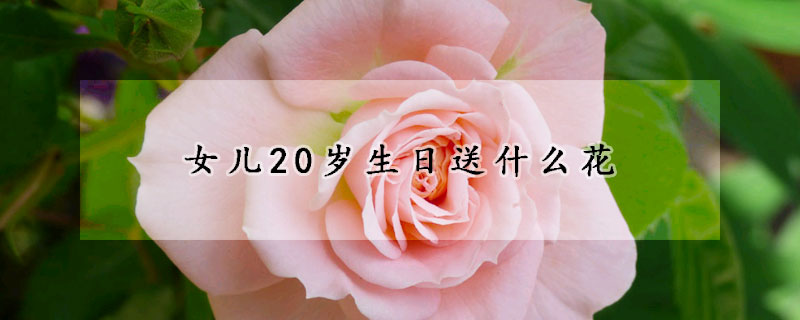 女儿20岁生日送什么花