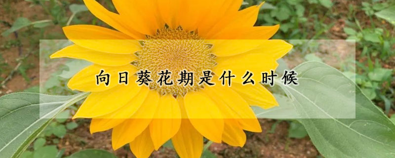 向日葵花期是什么时候