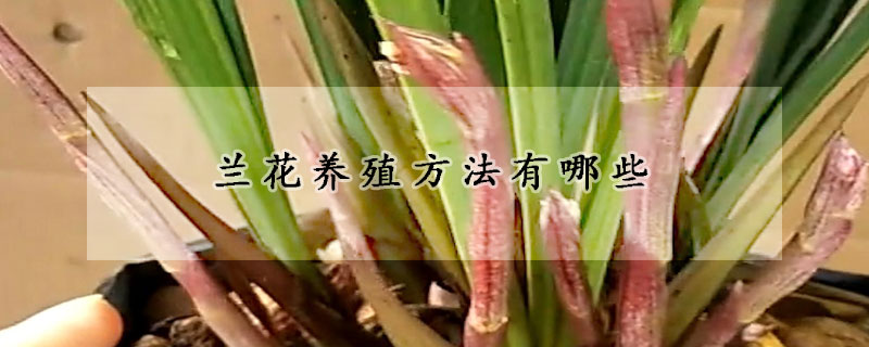 兰花养殖方法有哪些