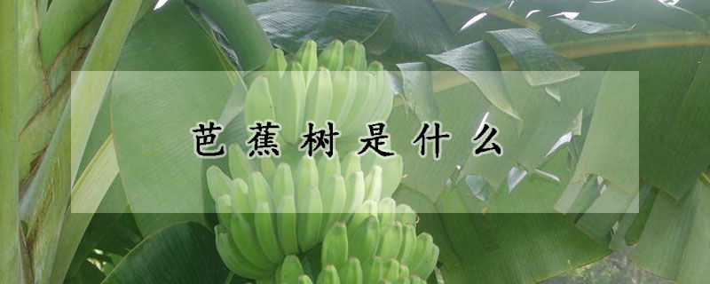 芭蕉树是什么