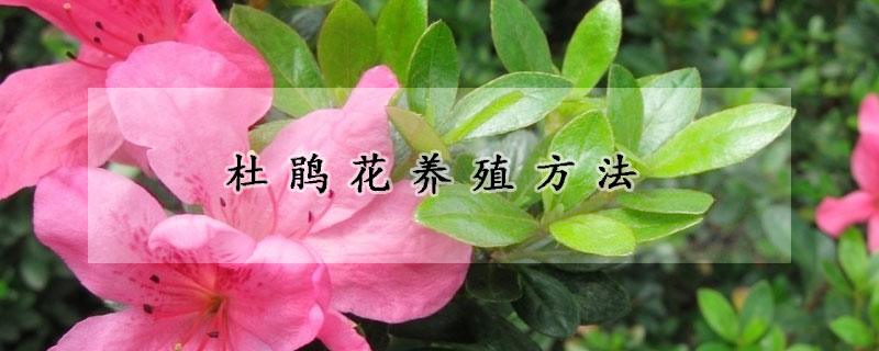 杜鹃花养殖方法