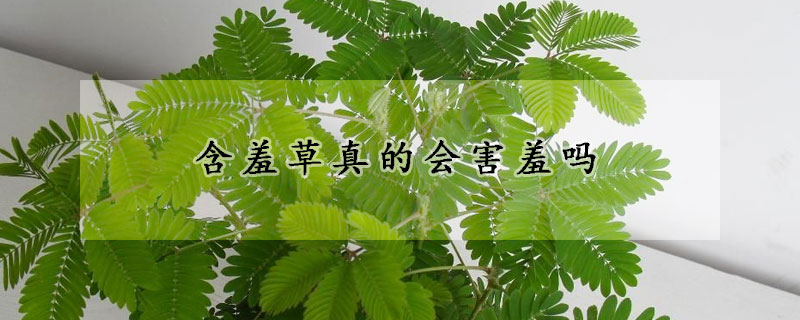 含羞草真的会害羞吗