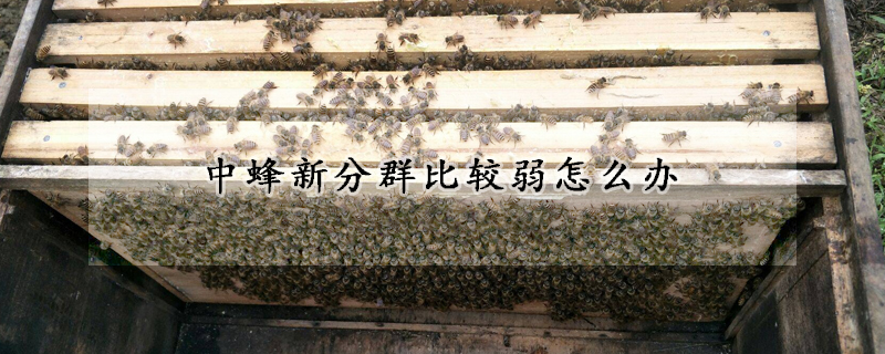 中蜂新分群比较弱怎么办