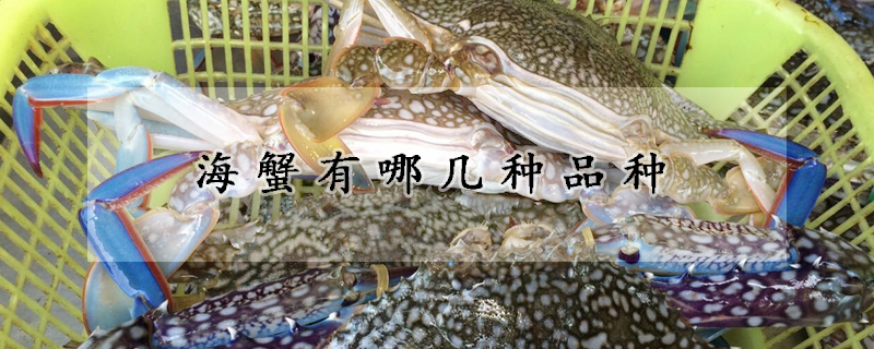 海蟹有哪几种品种