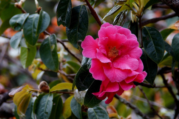 茶花树多少钱一棵 茶花树价格90-120元/颗