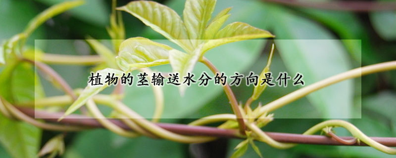 植物的茎输送水分的方向是什么