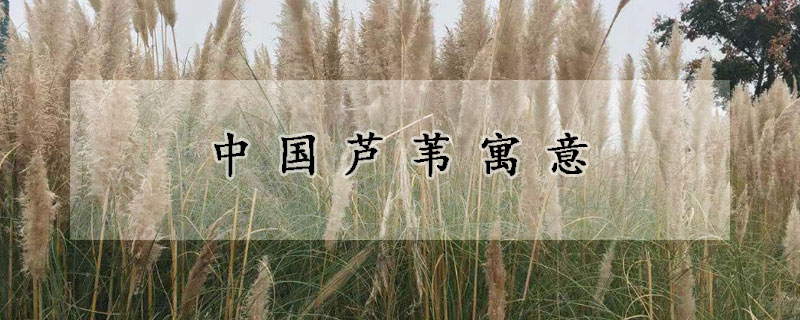 中国芦苇寓意