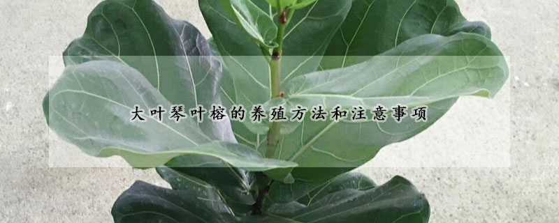 大叶琴叶榕的养殖方法和注意事项
