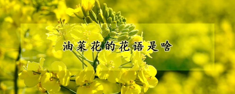 油菜花的花语是啥