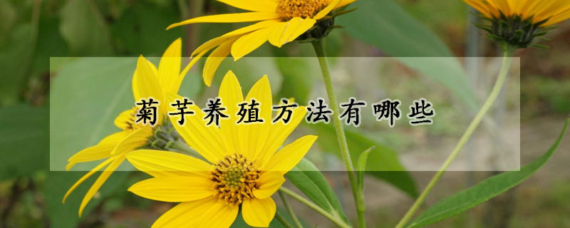 菊芋养殖方法有哪些