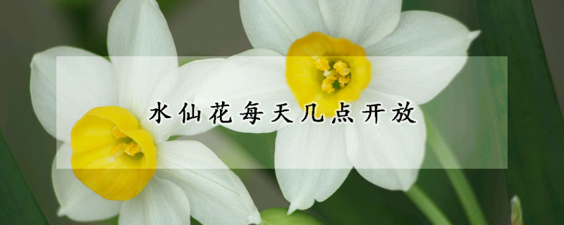 水仙花每天几点开放