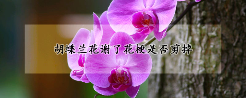 胡蝶兰花谢了花梗是否剪掉