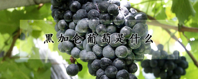 黑加仑葡萄是什么