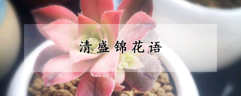 清盛锦花语