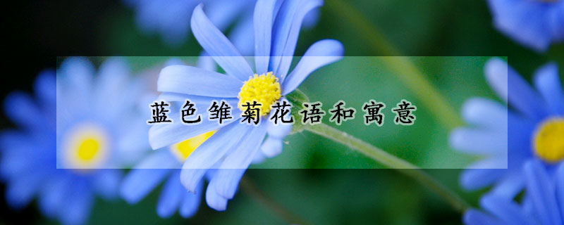 蓝色雏菊花语和寓意