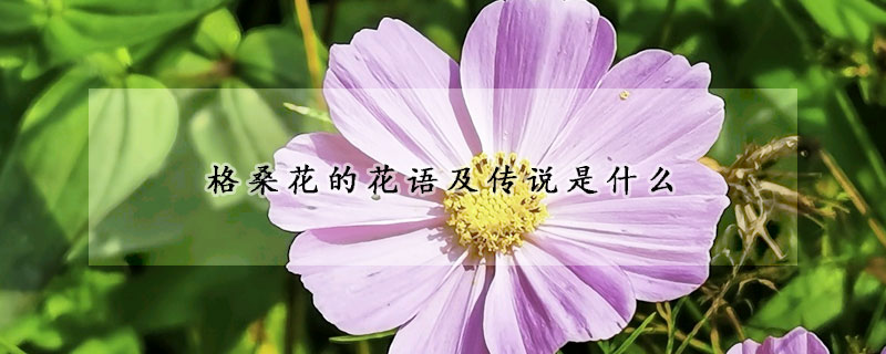 格桑花的花语及传说是什么