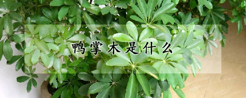 鸭掌木是什么