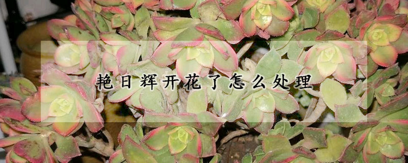 艳日辉开花了怎么处理