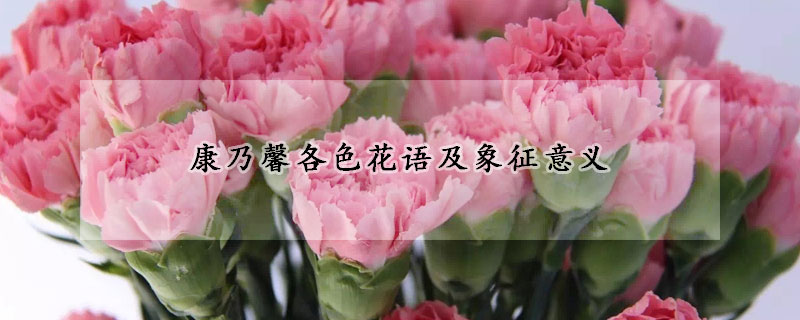 康乃馨各色花语及象征意义