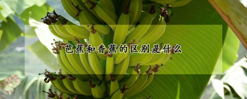 芭蕉和香蕉的区别是什么