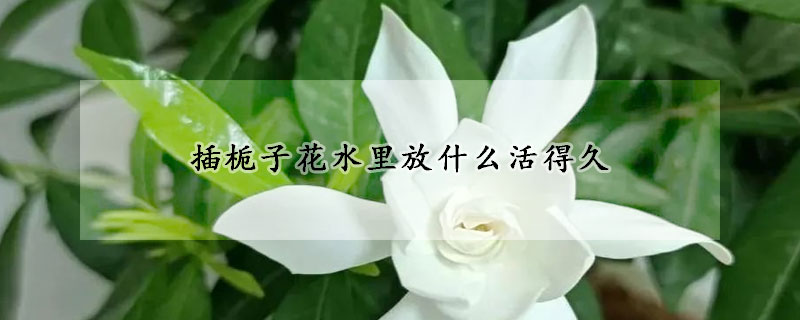 插栀子花水里放什么活得久